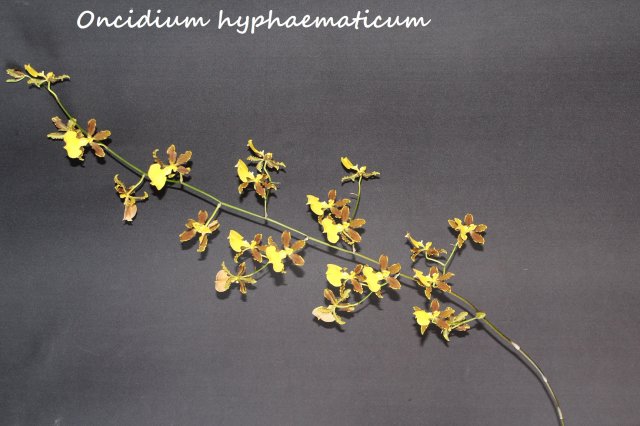 oncidium hyphaematicum